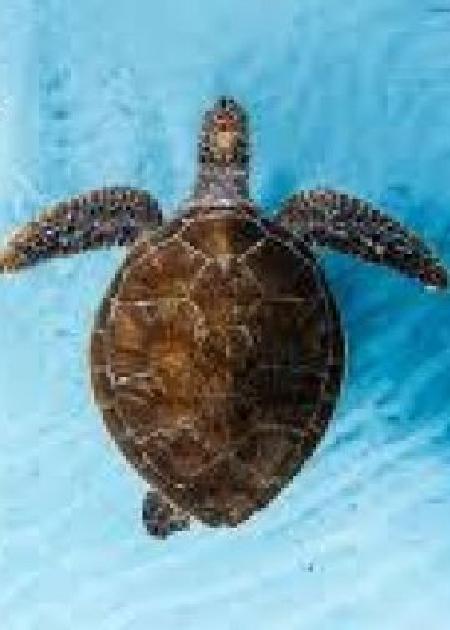 OCEAN FILM FESTIVAL WORLD TOUR