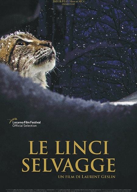 LE LINCI SELVAGGE