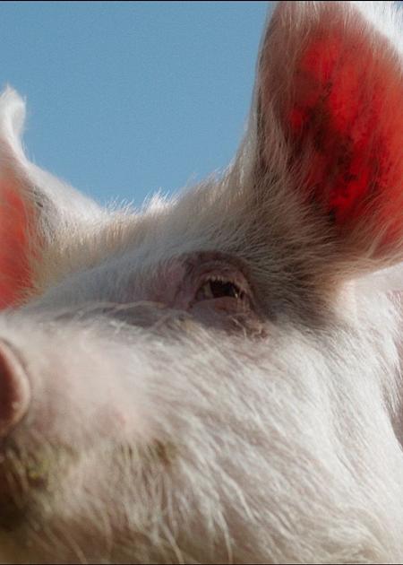 VISIONI AMBIENTALI E ACQUATICHE 14/11 - H. 16:00